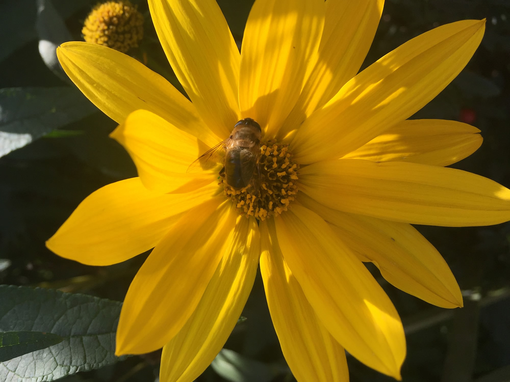 Rudbekia flower with a bee