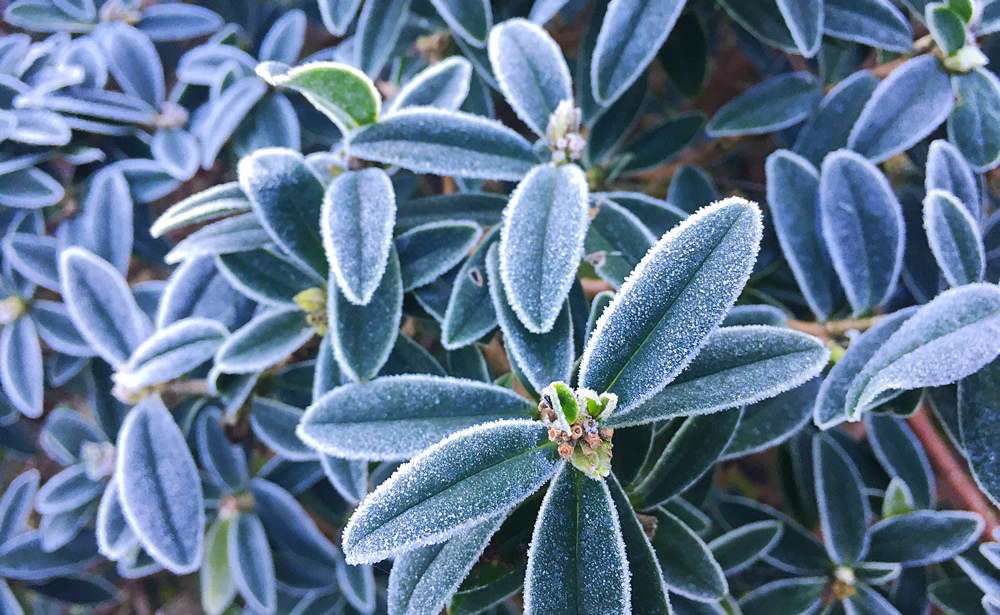 Frosty daphne leaves