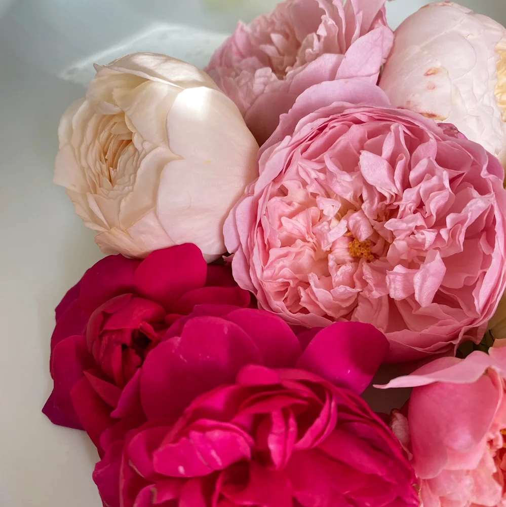 Roses but not the same