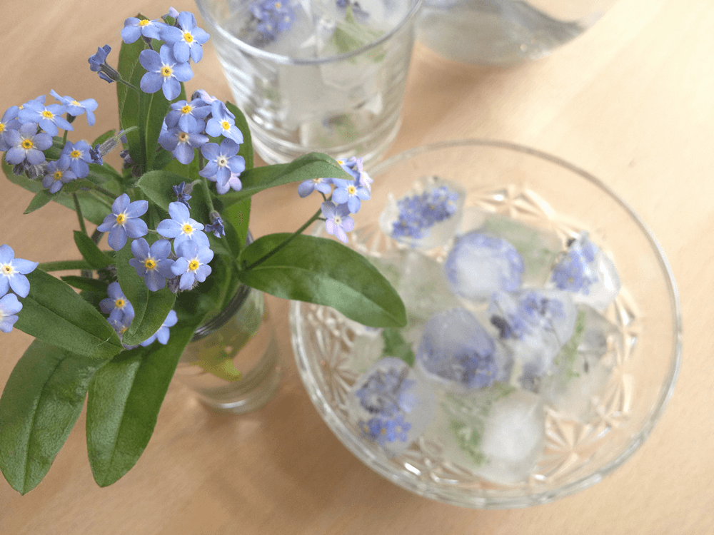 Forget-me-nots edible flower ice