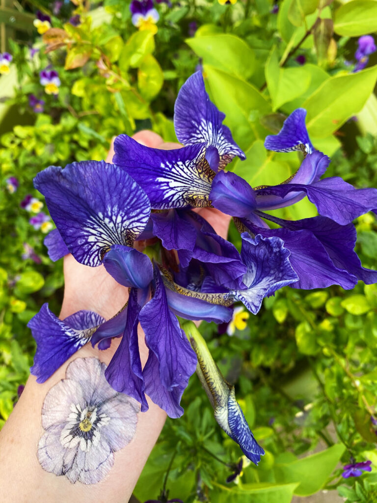 A hand holding blue irises