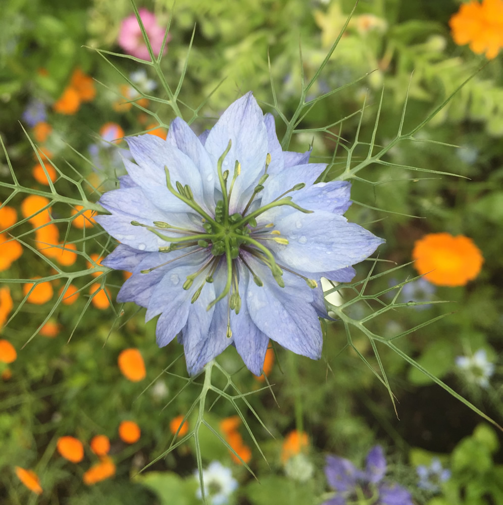 A Nigella flower in the foreground with calendula in the background