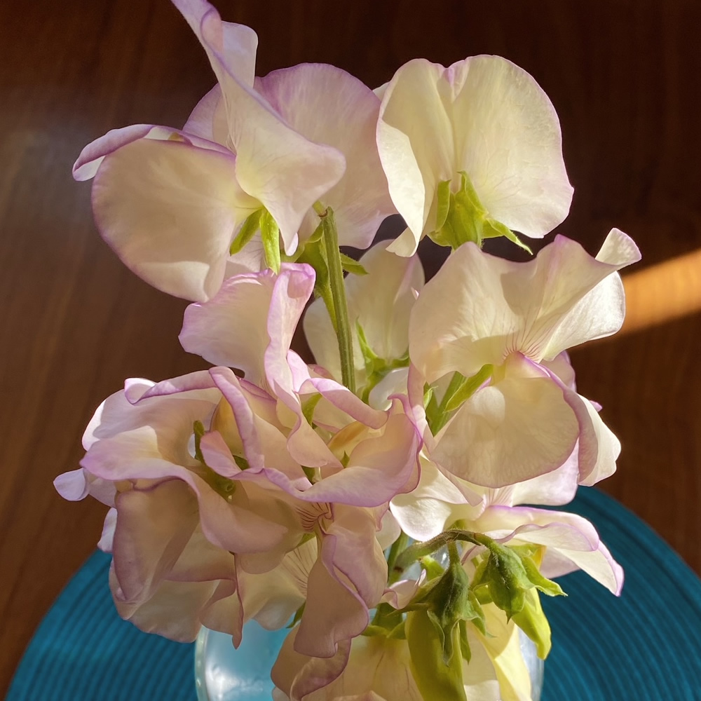 Bunches of cream and purple sweet peas in a jar