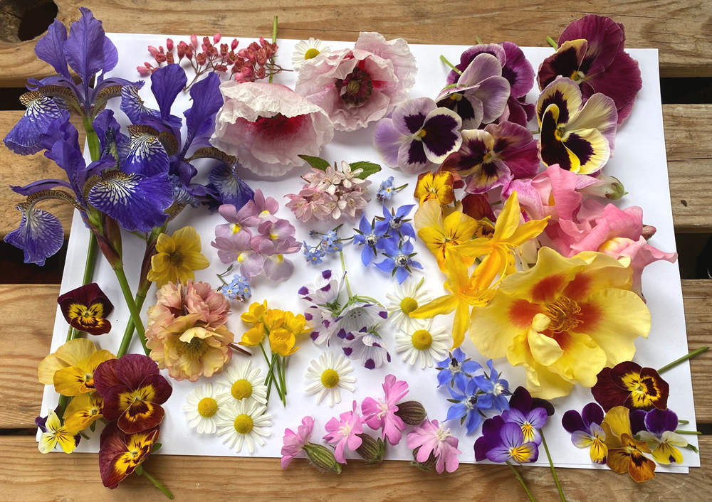 A range of flowers laid out on a bench ready for pressing