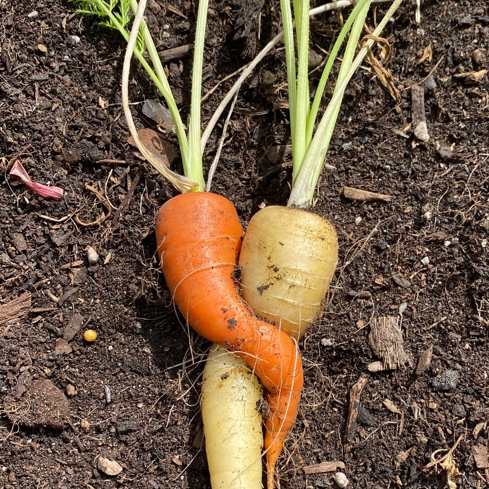 An orange and a yellow carrot twisted around each other